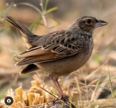 Mirafra assamica