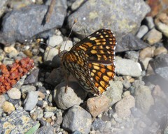 Chlosyne acastus sterope