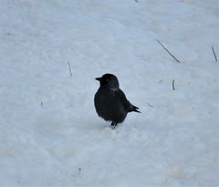 Corvus monedula
