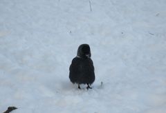 Corvus monedula