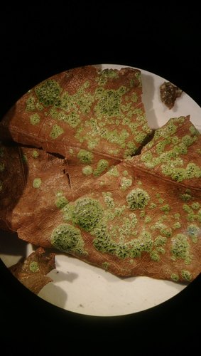Strigula novae-zelandiae image