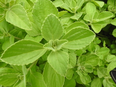 Coleus comosus