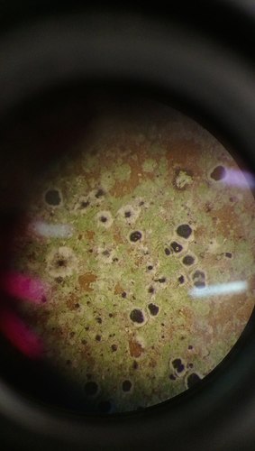 Byssoloma subdiscordans image
