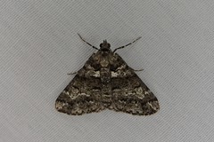 Lipogya leucoprosopa