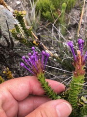 Rhigiophyllum squarrosum