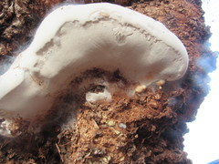 Ganoderma