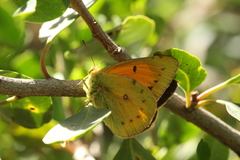Colias vauthierii