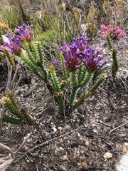 Rhigiophyllum squarrosum