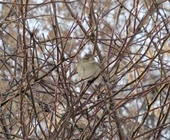 Passer domesticus