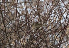 Passer domesticus