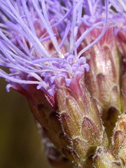 Chromolaena pulchella