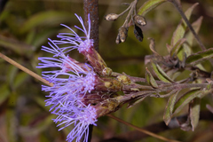 Chromolaena pulchella