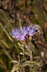 Chromolaena pulchella