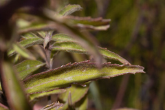 Chromolaena pulchella