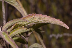 Chromolaena pulchella