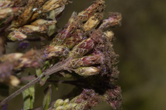 Chromolaena pulchella