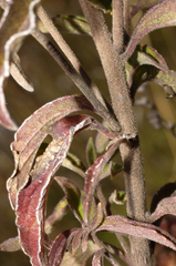 Chromolaena pulchella