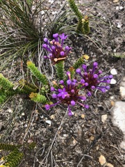 Rhigiophyllum squarrosum