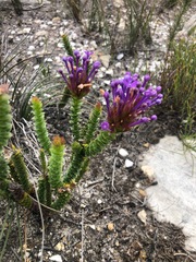 Rhigiophyllum squarrosum