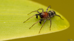 Coenoptychus mutillicus