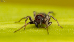 Coenoptychus mutillicus