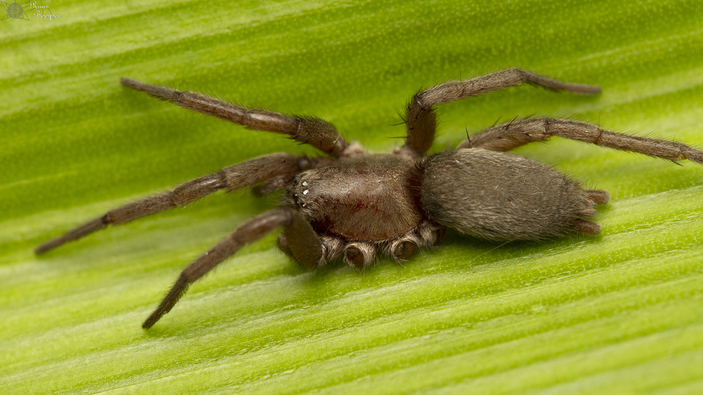 Xerophaeus spoliator