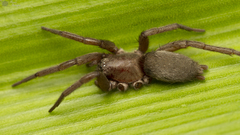 Xerophaeus spoliator