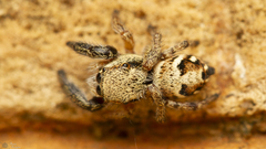 Pellenes bulawayoensis