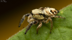 Pellenes bulawayoensis