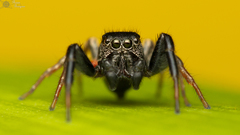 Heliophanus transvaalicus