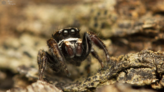 Pellenes geniculatus