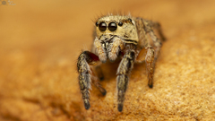 Pellenes bulawayoensis