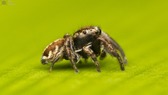 Pellenes geniculatus