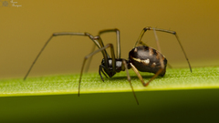 Microlinyphia sterilis