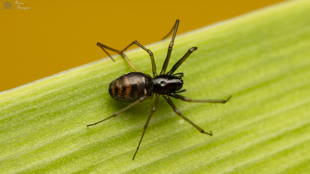 Black and White Garden Sheet-Web Spider