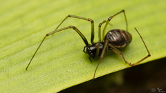 Microlinyphia sterilis