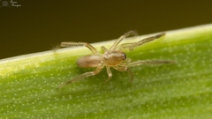 Poachelas striatus