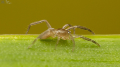 Poachelas striatus