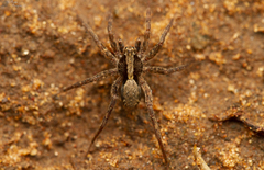 Proevippa fascicularis