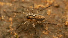 Pardosa crassipalpis