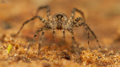 Pardosa crassipalpis