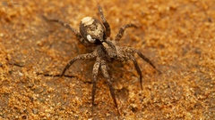 Proevippa fascicularis