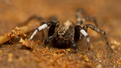 Proevippa schreineri