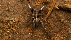 Proevippa schreineri