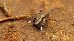 Proevippa schreineri