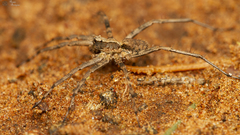 Evippomma squamulatum