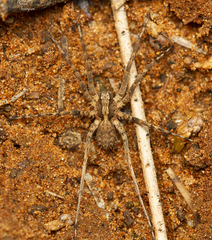 Evippomma squamulatum