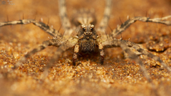 Evippomma squamulatum