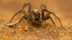 Proevippa fascicularis