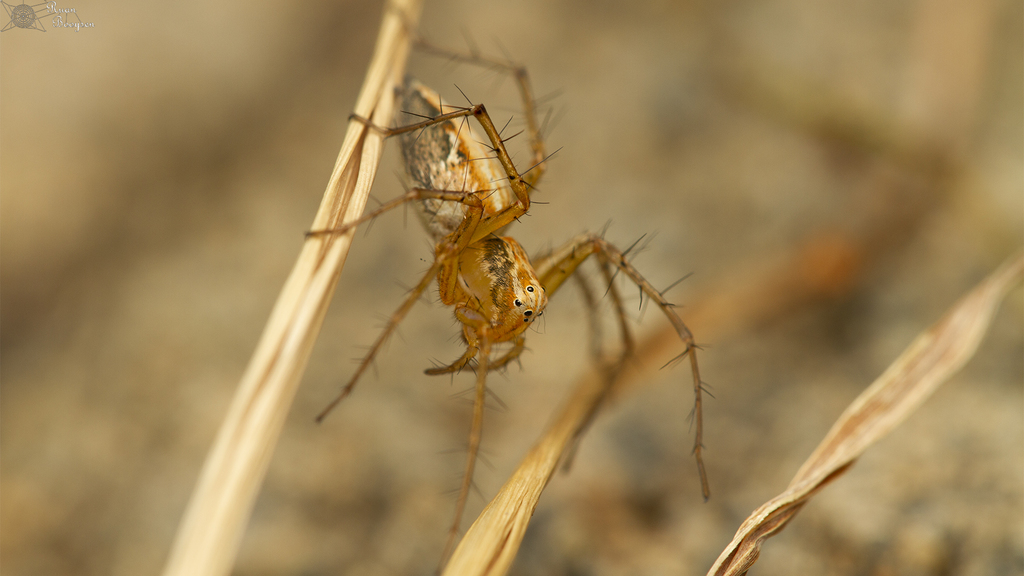 Tanzania Lynx Spider